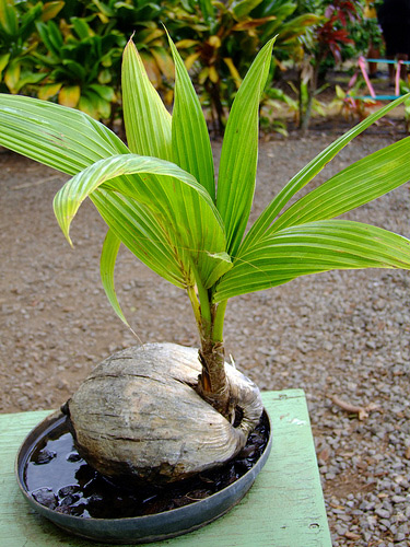 coconut sprout