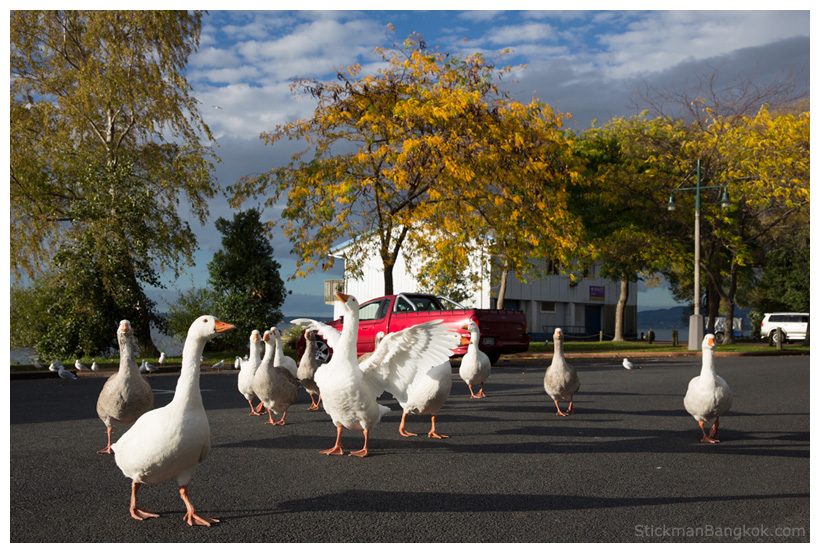 swans at Lake Rotorua