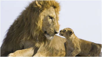 Lion Cub’s First Meeting With Dad Captured on Camera. AWESOME! Awesome sums this up entirely. Do you feel the tingles, almost like you were there and witnessed this moment of time in the Animal Kingdom? Are you thinking back to scenes of The Lion King? Wonderful rare emotional nature shot.