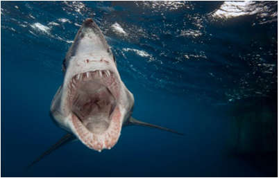 Photographer becomes the ‘focus’ of a large and ferocious makjo shark I’d call that an undesirable turn of events. Did the photographer become fish food? Read on and find out.