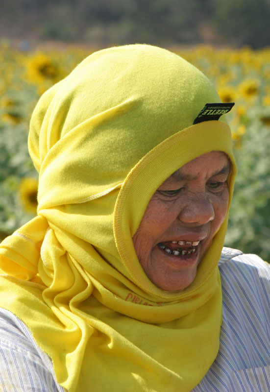 An older Thai women protects herself from the sun while working in the sunflower fields. Check out those teeth!