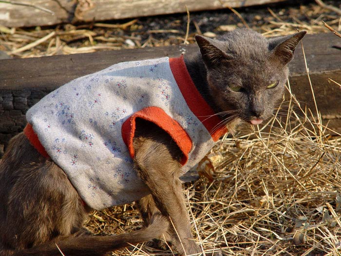 Yep, it does get cold in the cold season but this scrawny devil's owner had been kind to him.