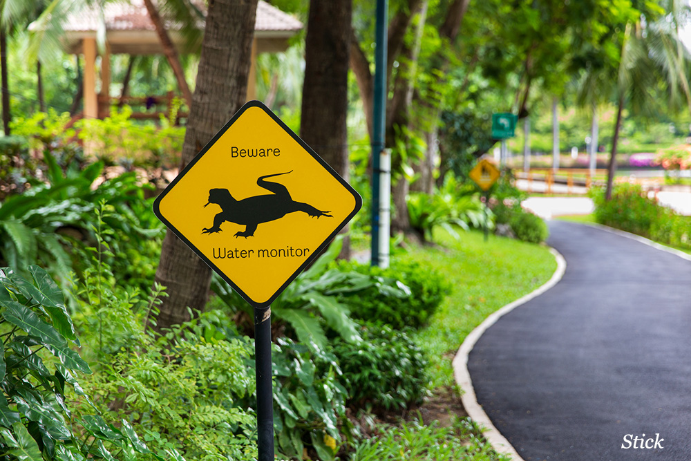 Truth be told, you’re not likely to see monitor lizards in Benjakit Park. 