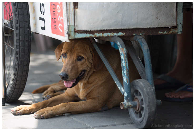 Bangkok dog